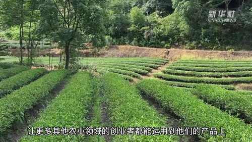 福建建陽茶園認(rèn)養(yǎng) 林下經(jīng)濟助推鄉(xiāng)村振興